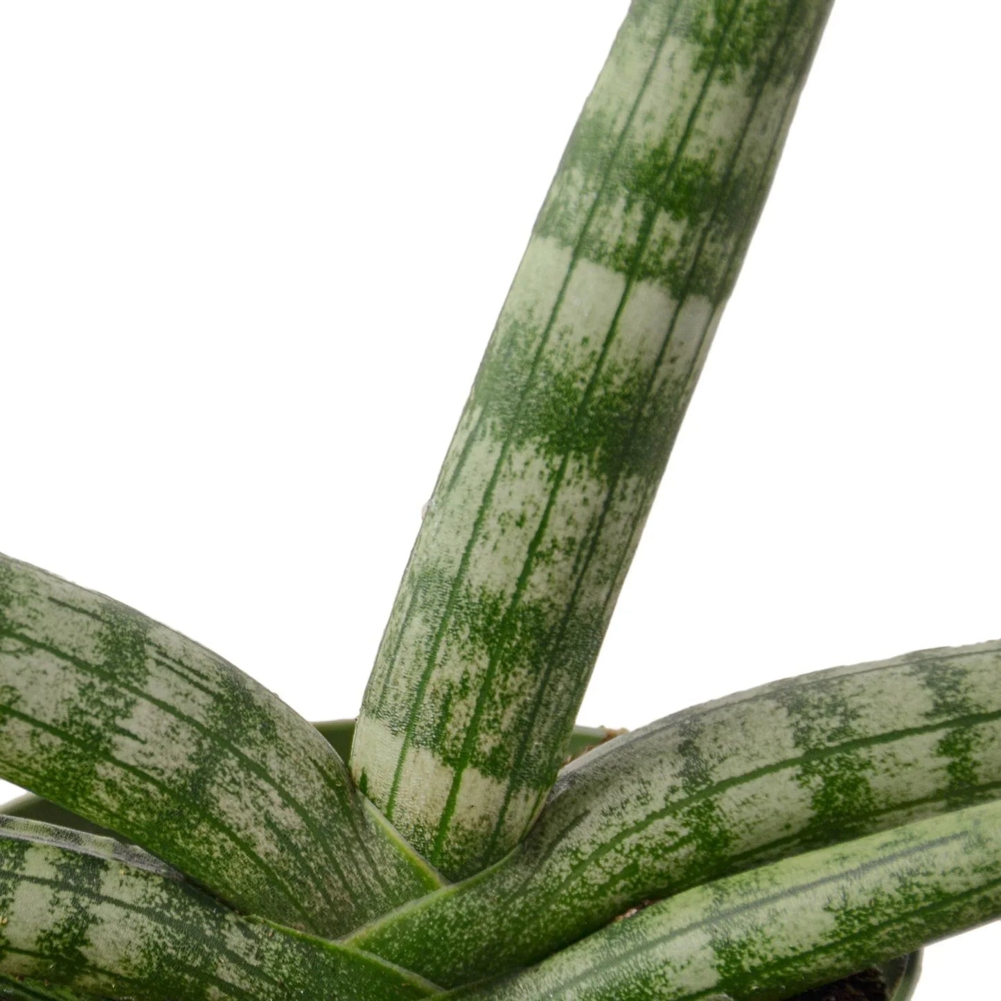 Snake Plant Starfish 'Cylindrica'