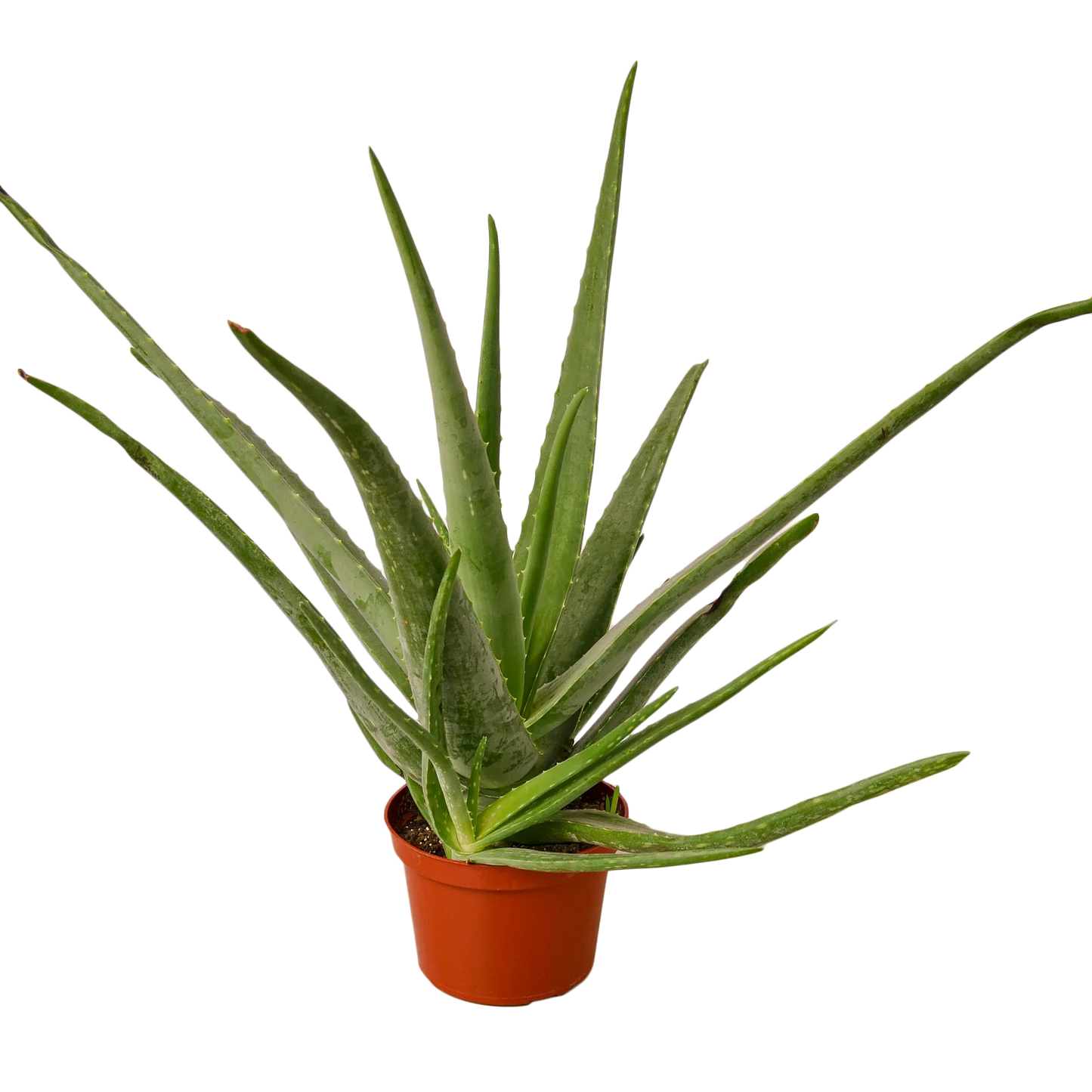 Aloe Vera 'Barbadensis Mill'