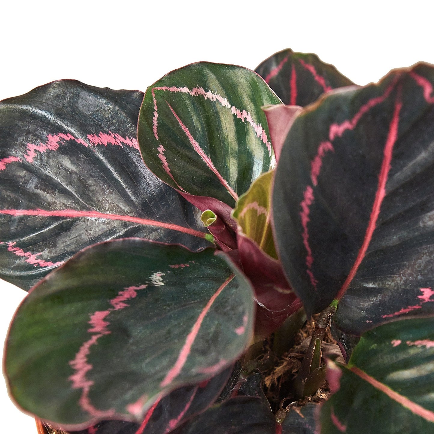 Peacock Plant "Calathea 'Dottie'"