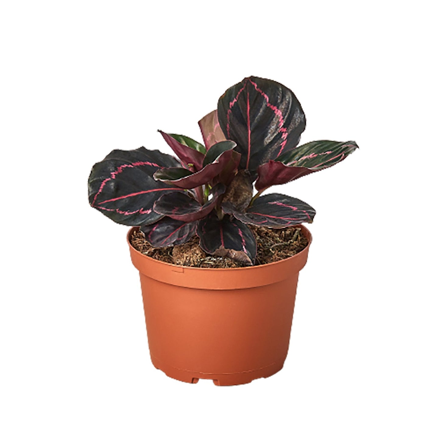 Peacock Plant "Calathea 'Dottie'"