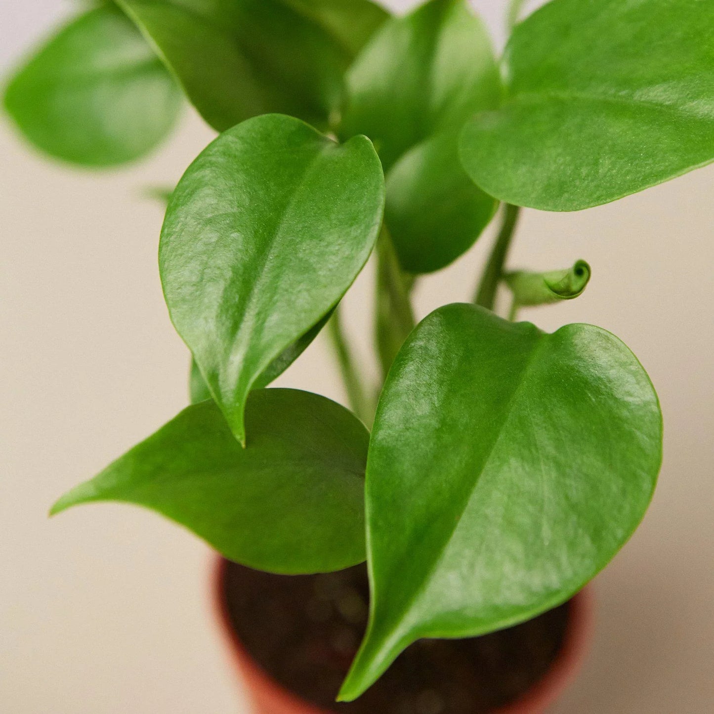 Philodendron 'Monstera deliciosa'