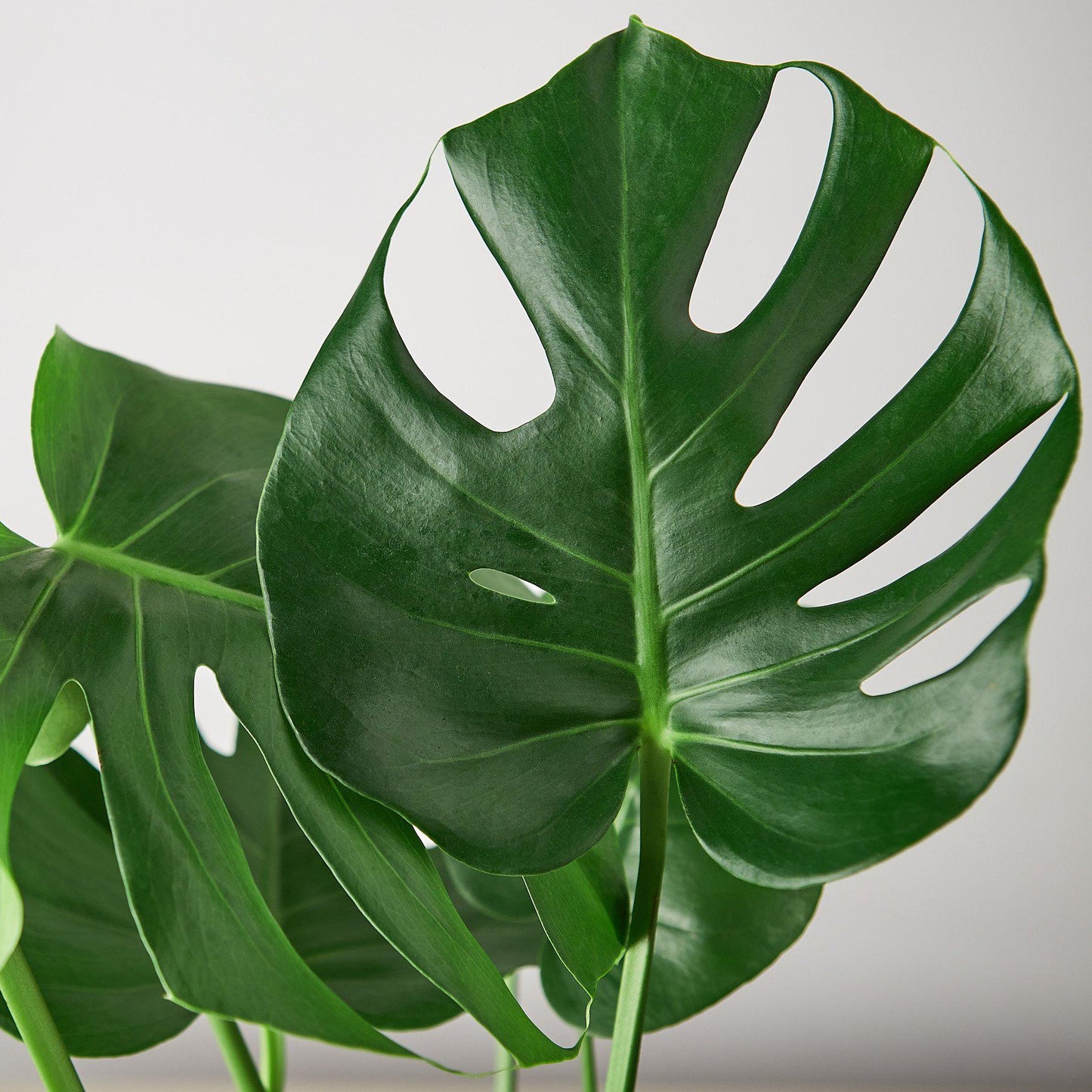 Philodendron 'Monstera deliciosa'