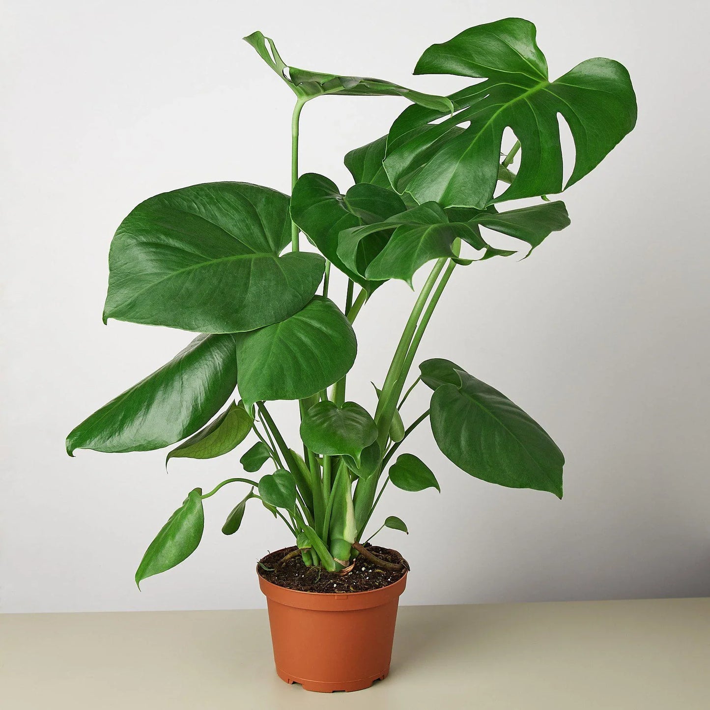 Philodendron 'Monstera deliciosa'