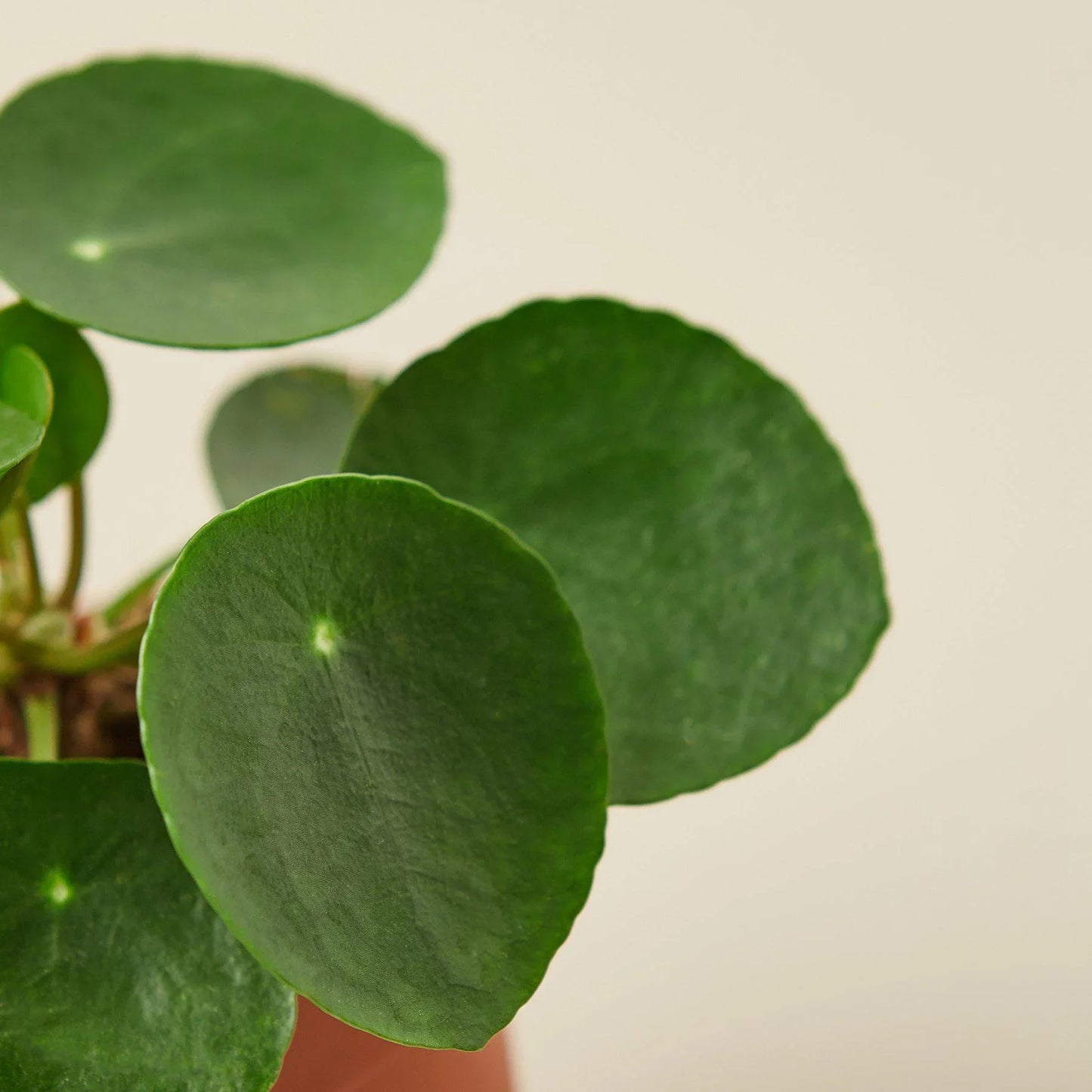 Pilea Peperomioides 'Chinese Money Plant'