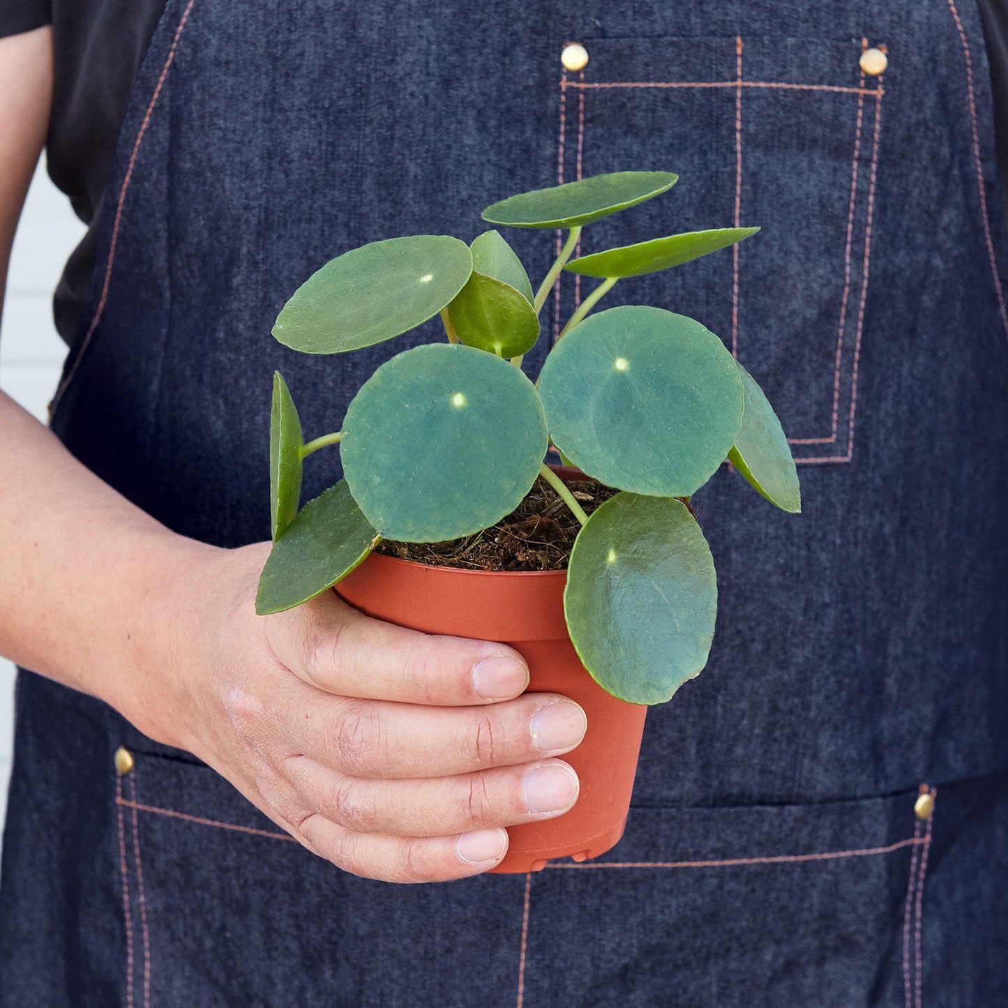 Pilea Peperomioides 'Chinese Money Plant'