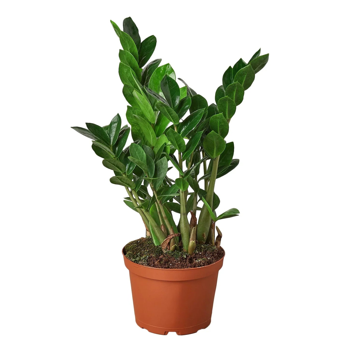 ZZ Plant 'Zamioculcas Zamiifolia'