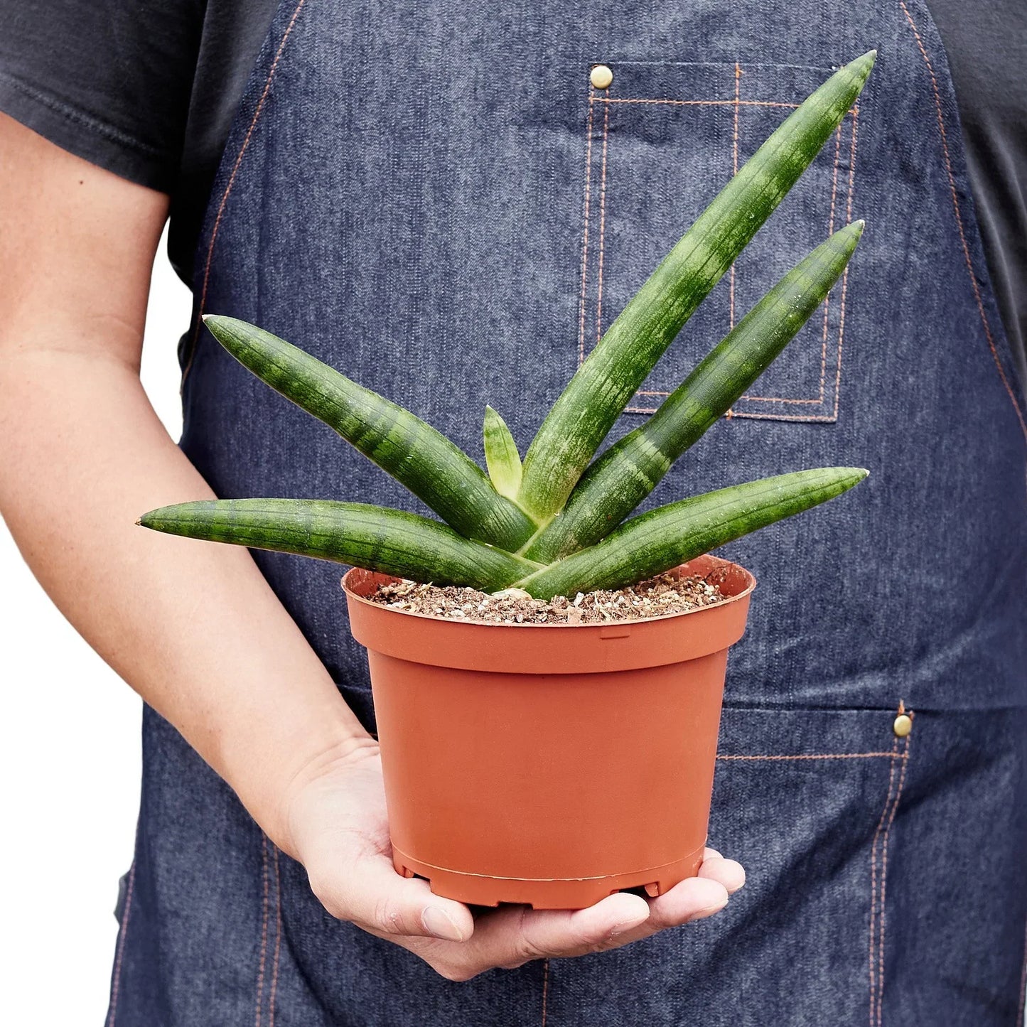 Snake Plant Starfish 'Cylindrica'