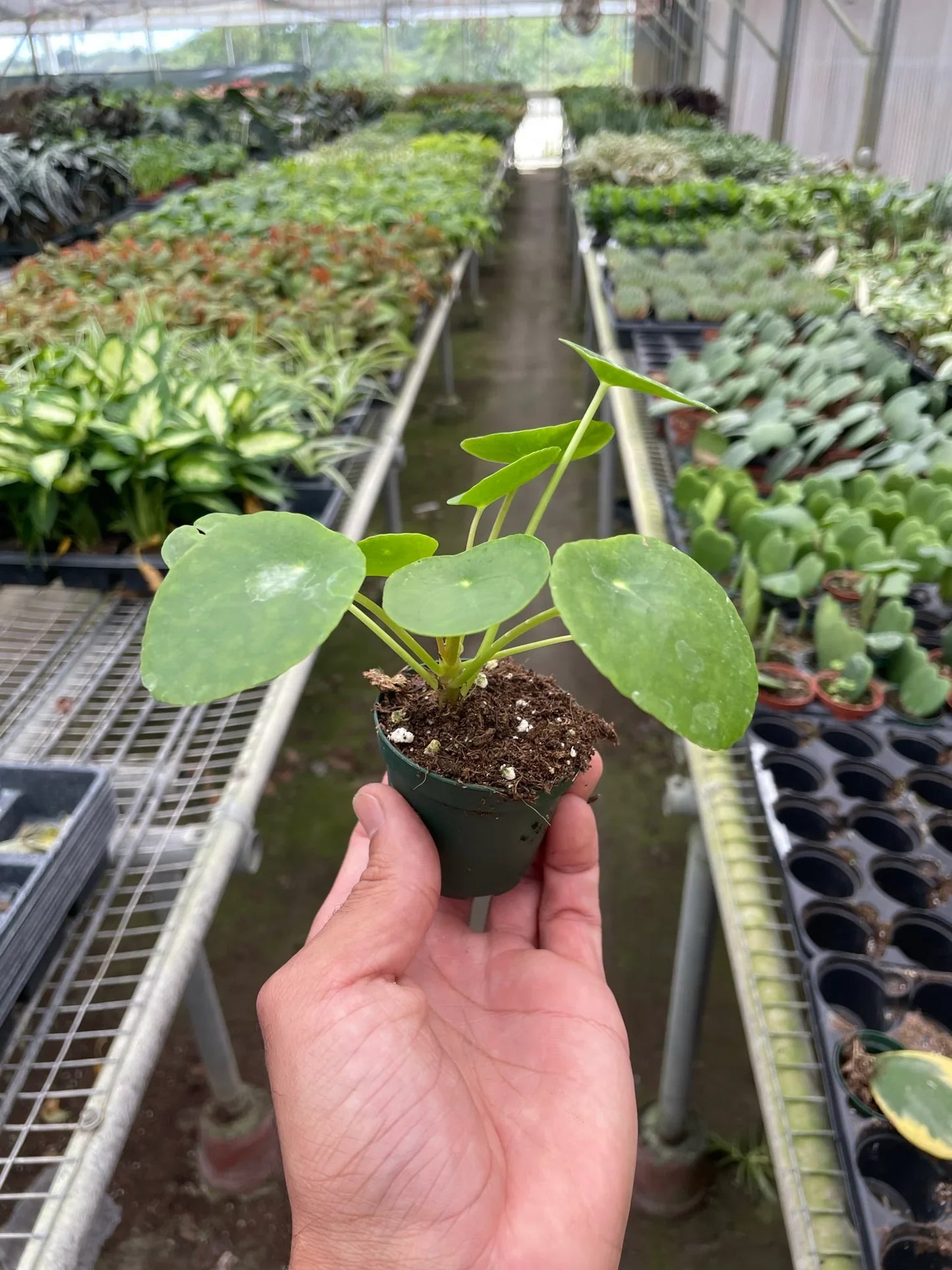 Pilea Peperomioides 'Chinese Money Plant'