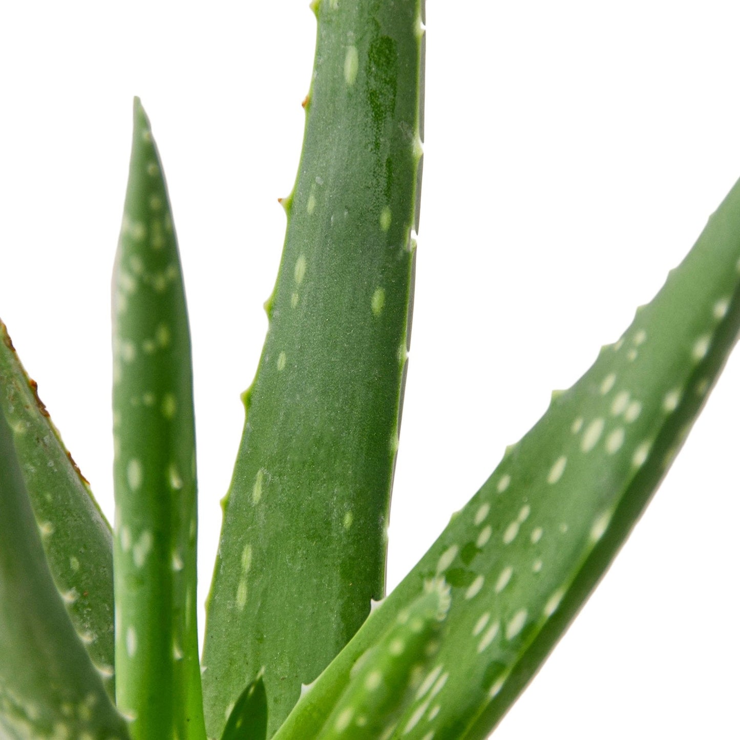 Aloe Vera 'Barbadensis Mill'