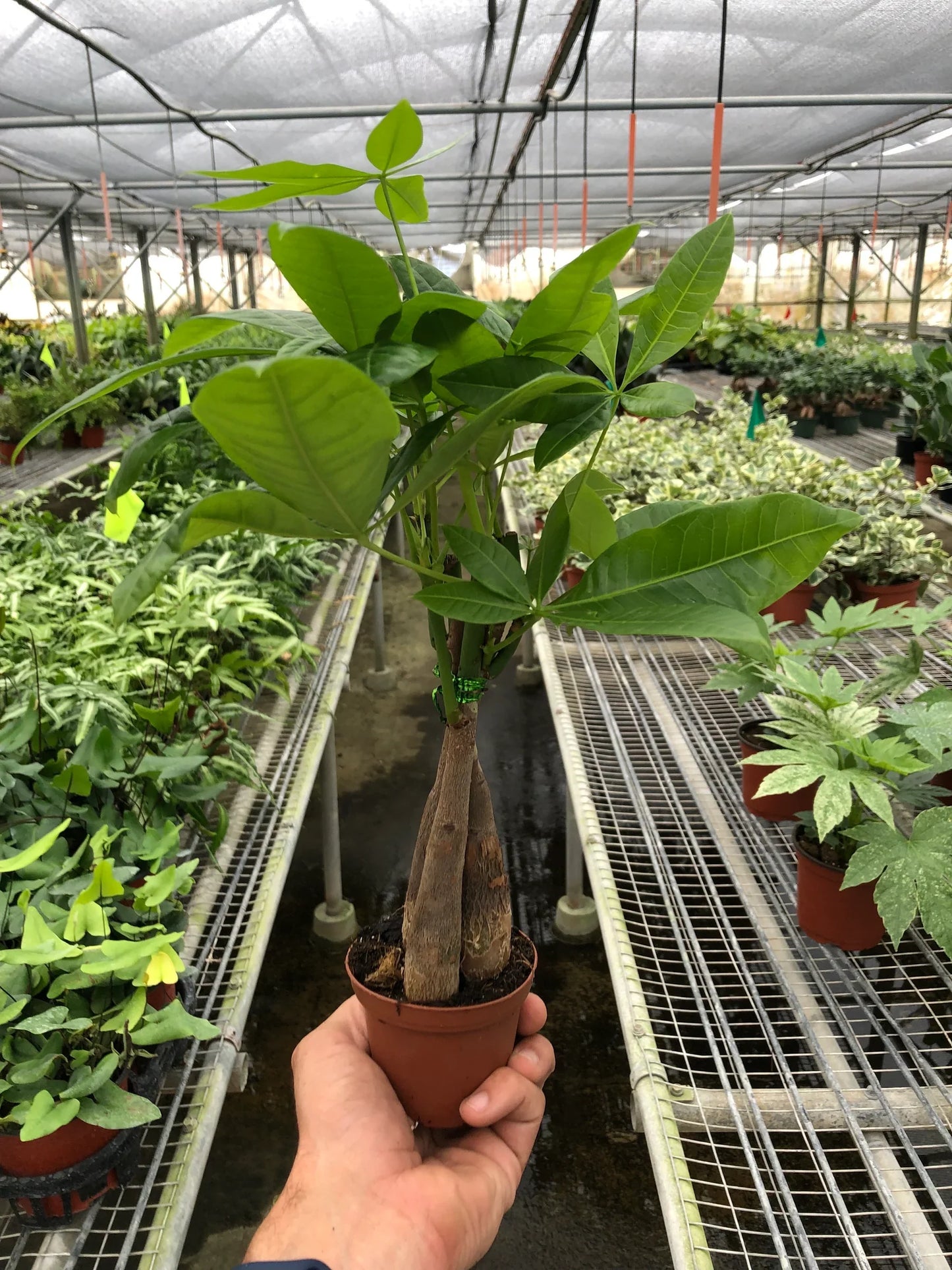 Money Tree 'Pachira Braid'