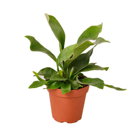 Staghorn Fern 'Platycerium bifurcatum'