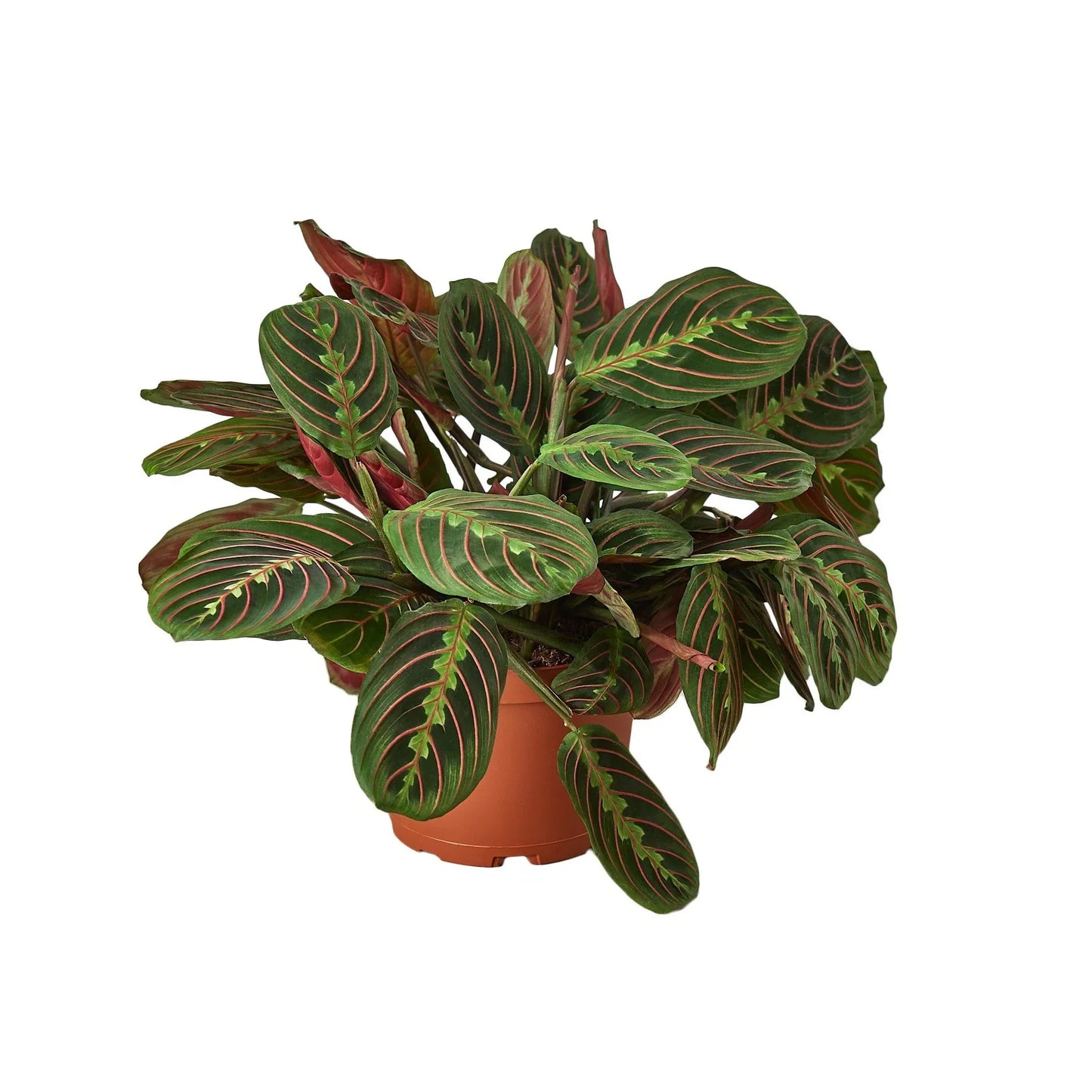 Maranta 'Red Prayer'