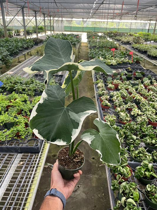 Alocasia 'Mickey Mouse'