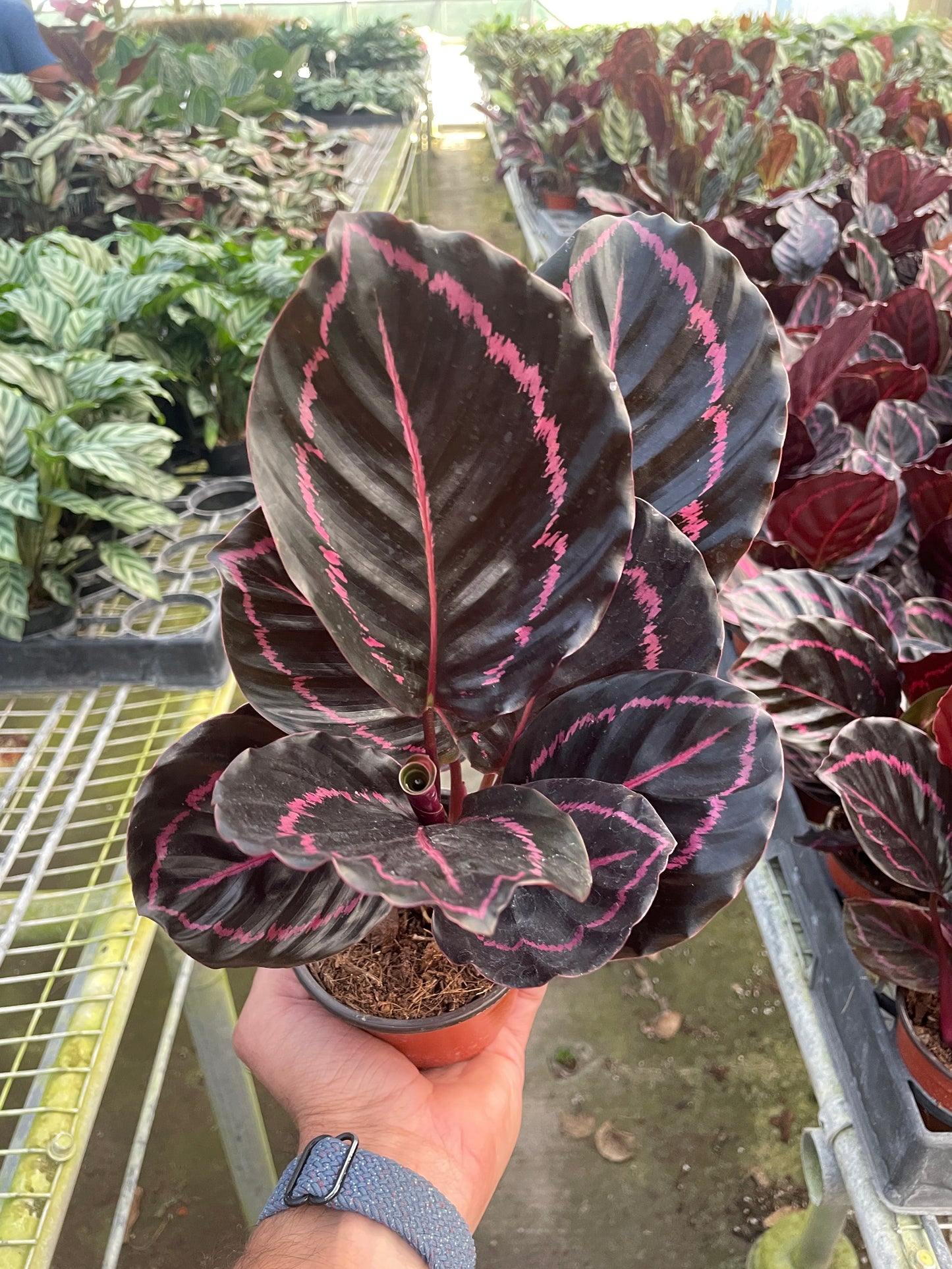 Peacock Plant "Calathea 'Dottie'"