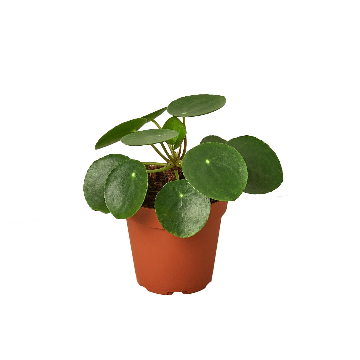 Pilea Peperomioides 'Chinese Money Plant'