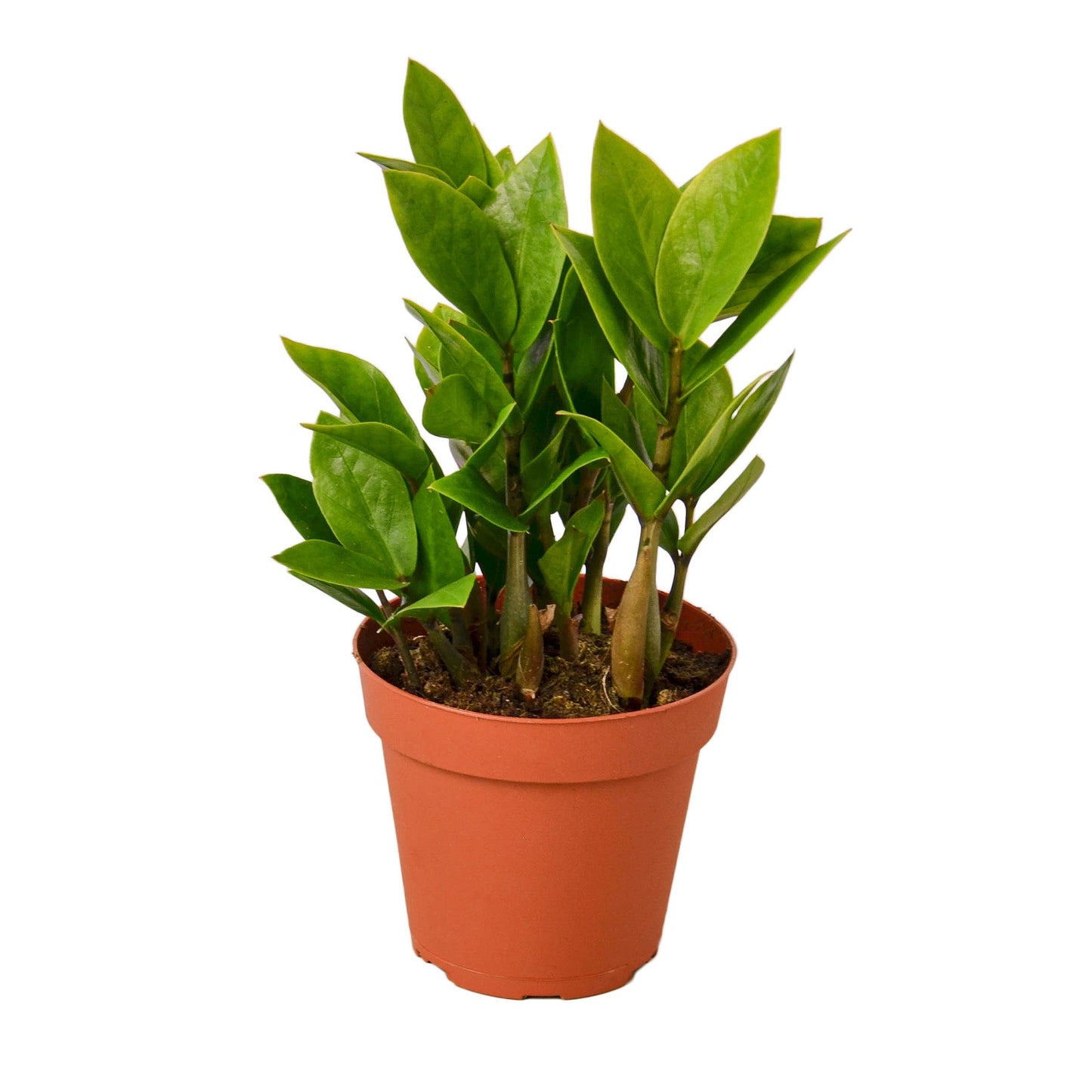 ZZ Plant 'Zamioculcas Zamiifolia'