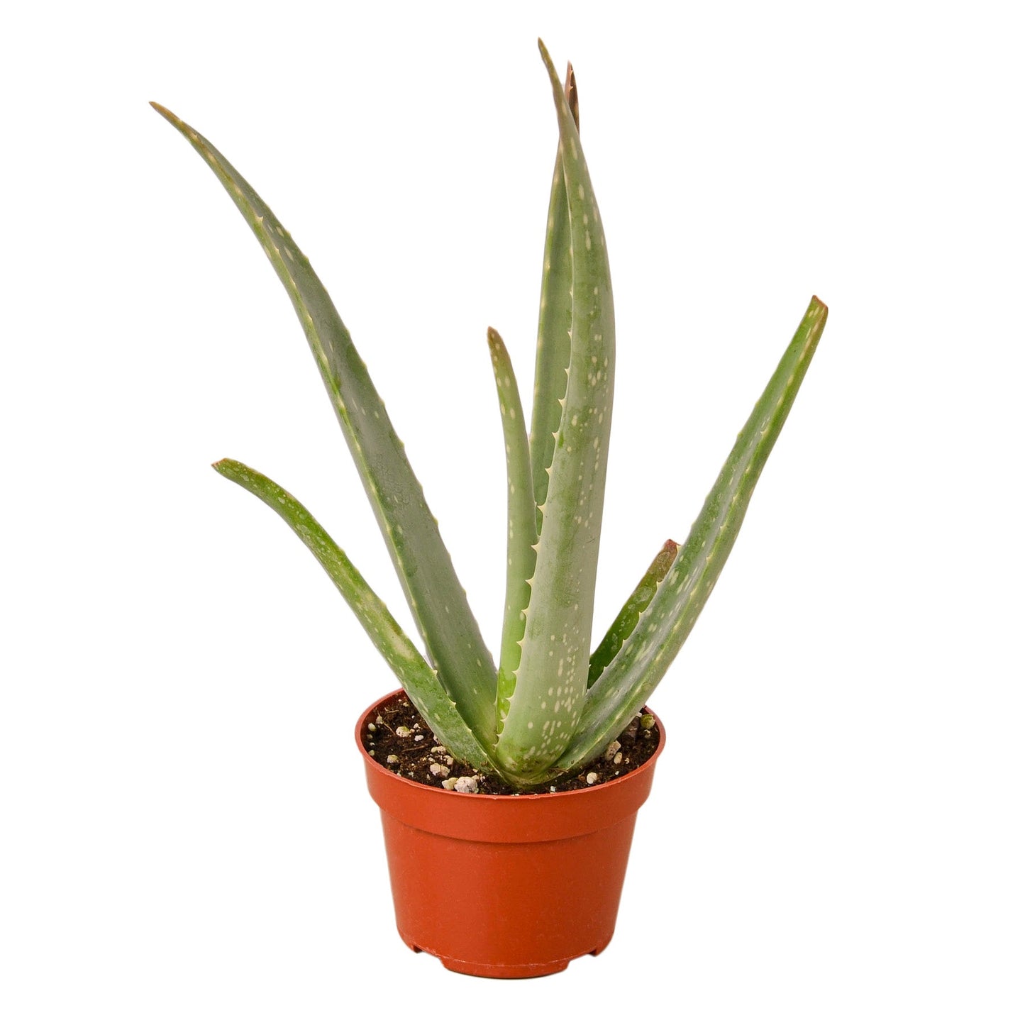 Aloe Vera 'Barbadensis Mill'