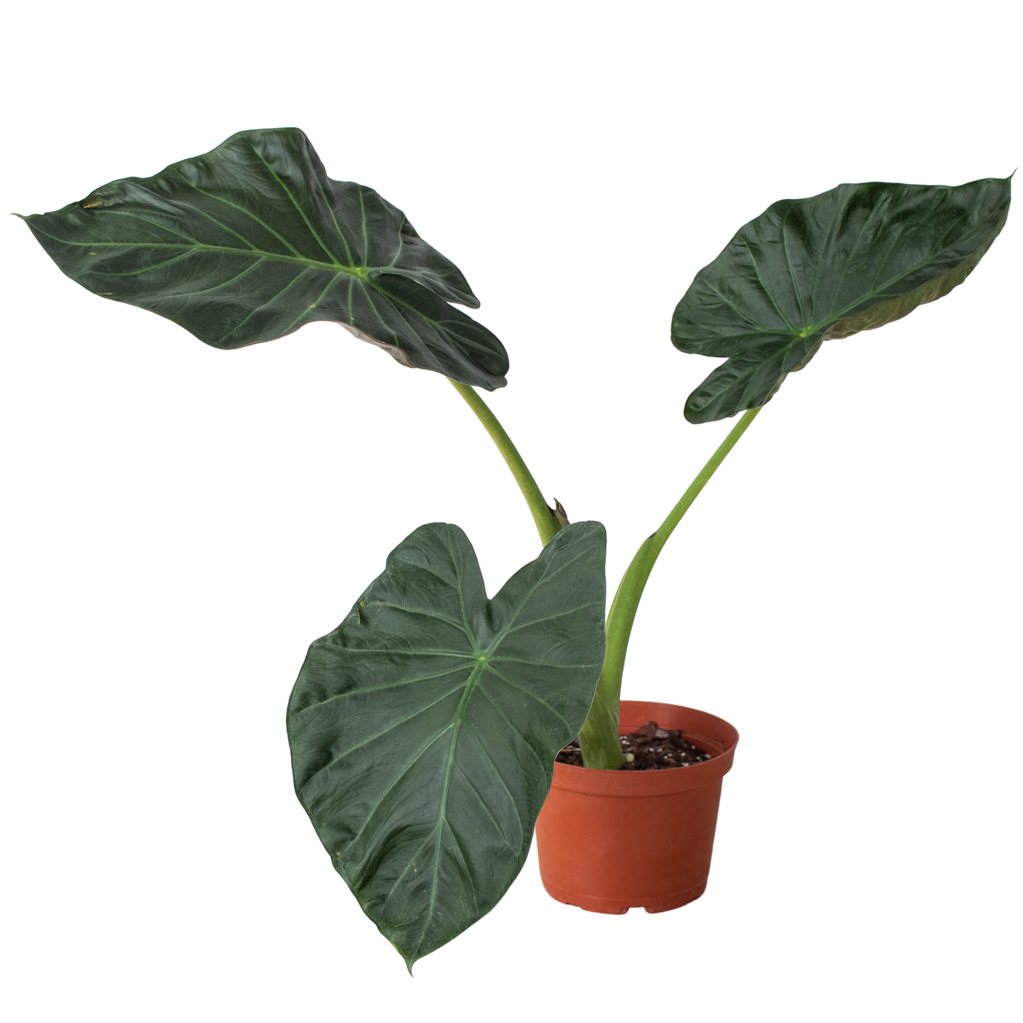 Alocasia 'Regal Shields' or 'Elephant Ears'