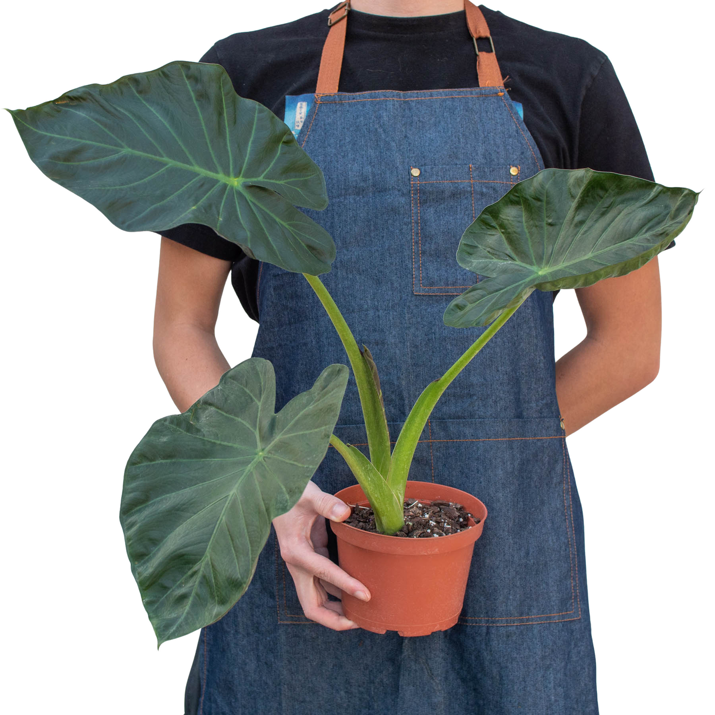 Alocasia 'Regal Shields' or 'Elephant Ears'