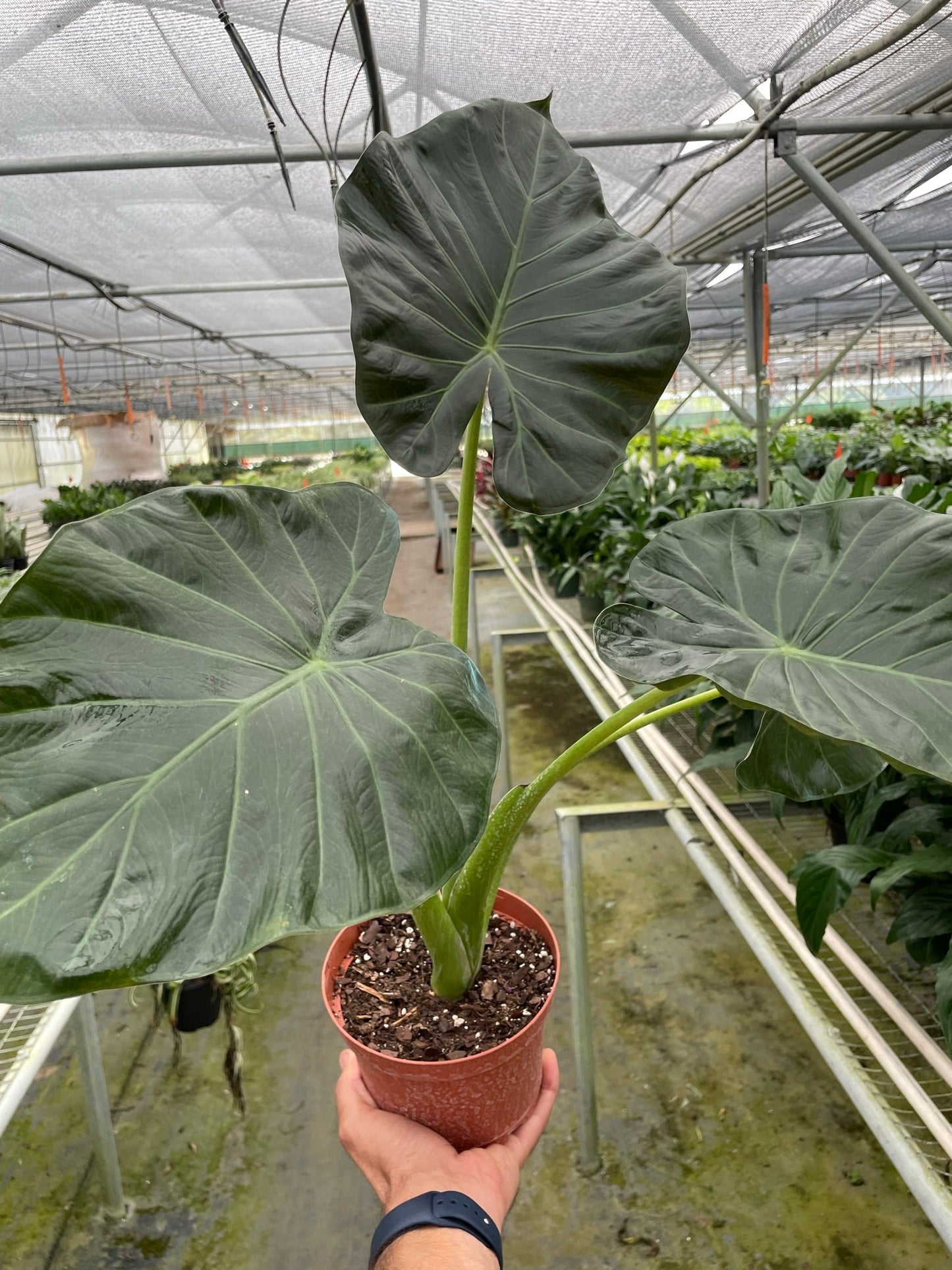 Alocasia 'Regal Shields' or 'Elephant Ears'