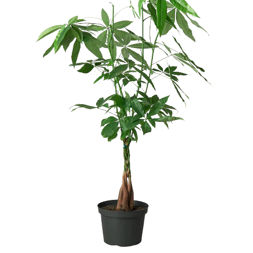 Money Tree 'Pachira Braid'