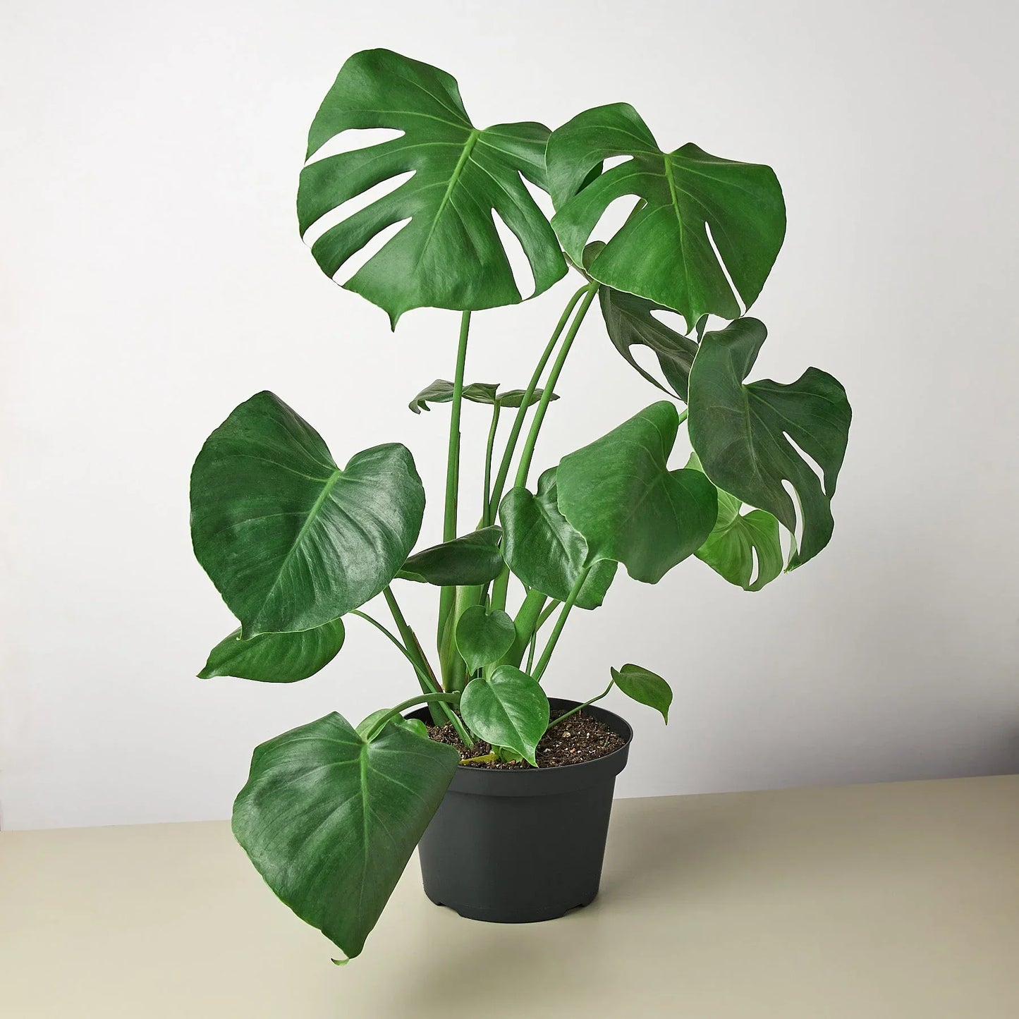 Philodendron 'Monstera deliciosa'