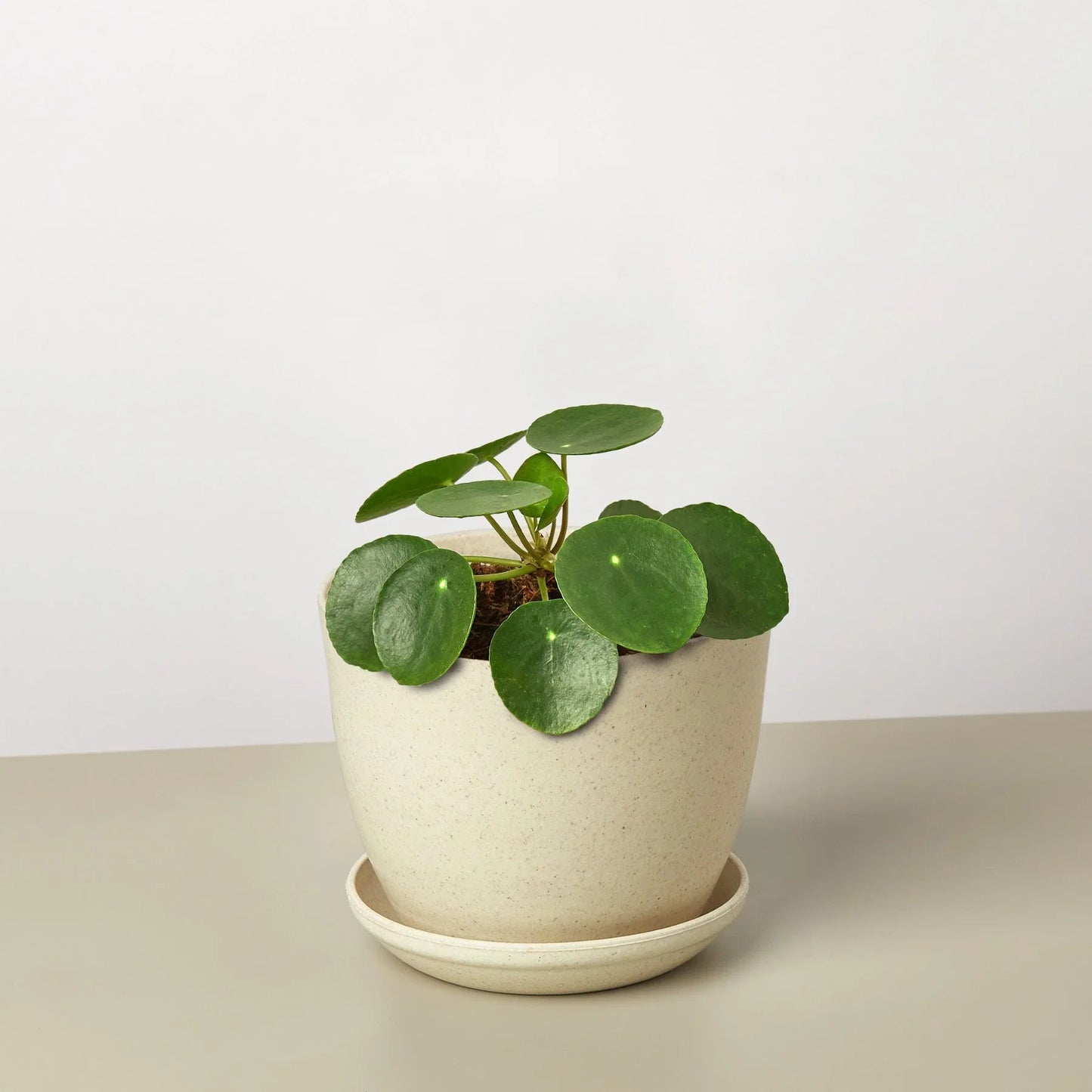 Pilea Peperomioides 'Chinese Money Plant'