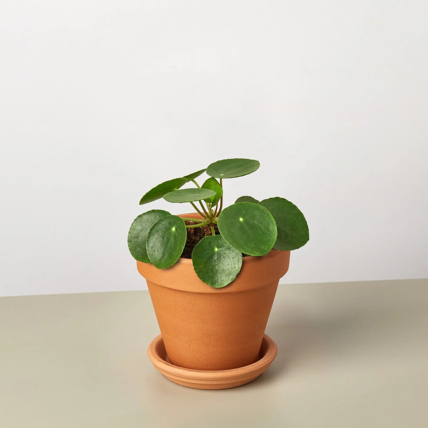 Pilea Peperomioides 'Chinese Money Plant'