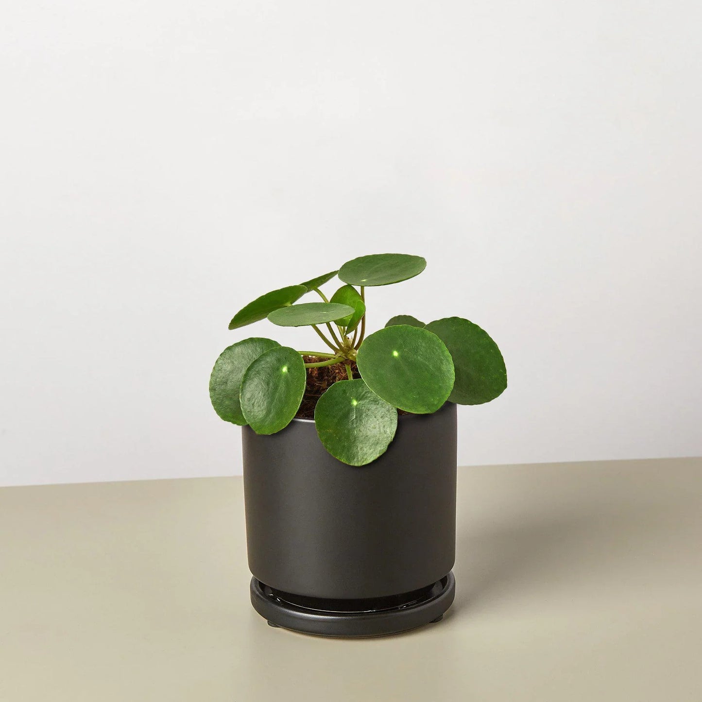 Pilea Peperomioides 'Chinese Money Plant'