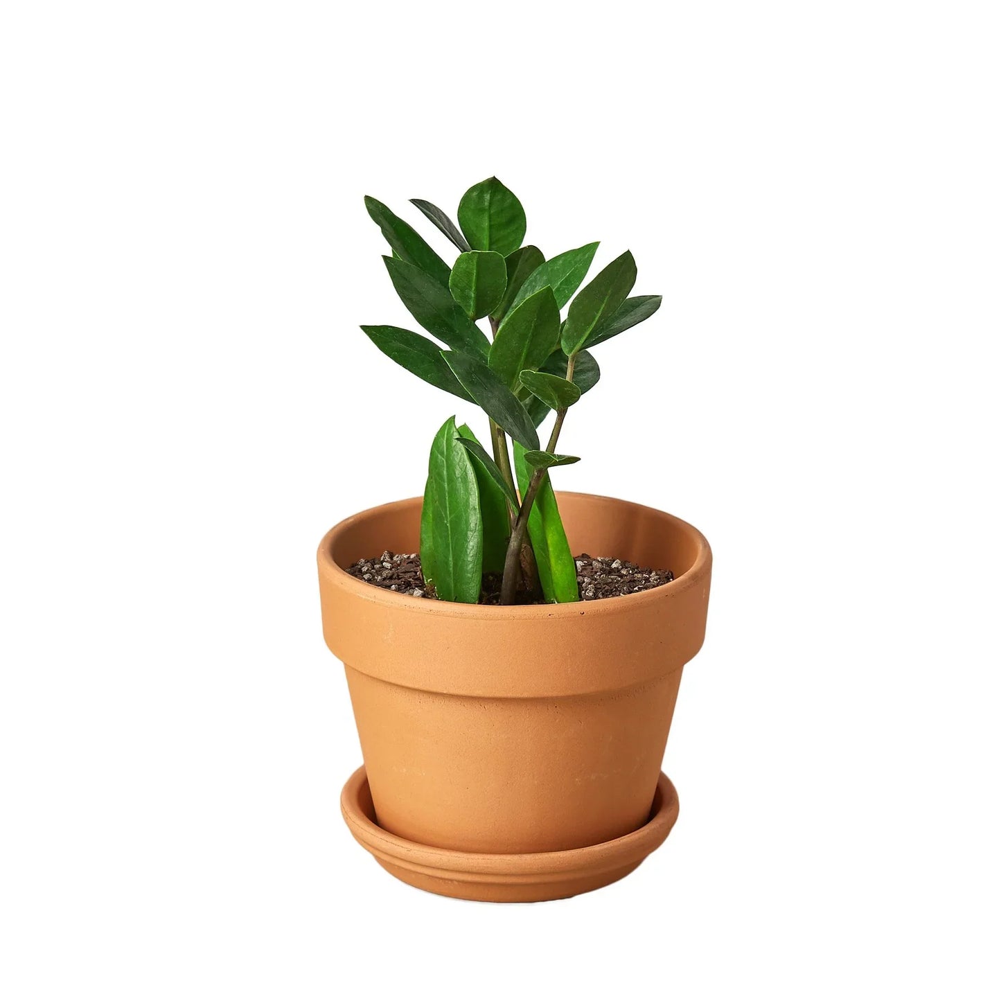 ZZ Plant 'Zamioculcas Zamiifolia'