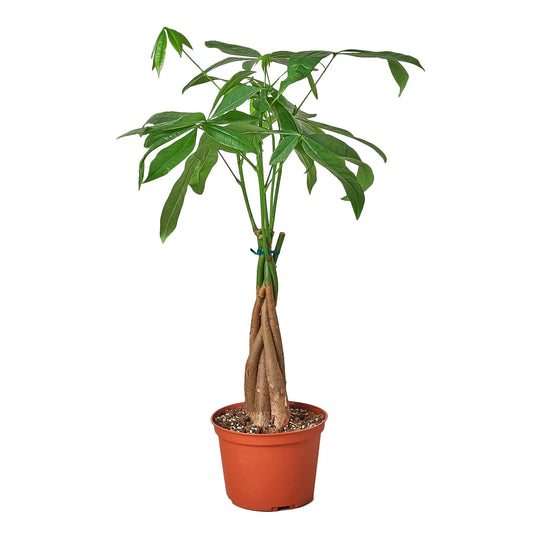 Money Tree 'Pachira Braid'