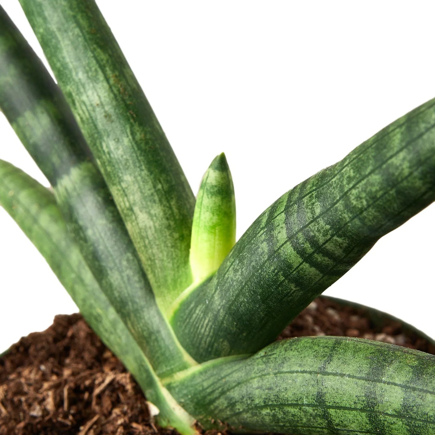 Snake Plant Starfish 'Cylindrica'