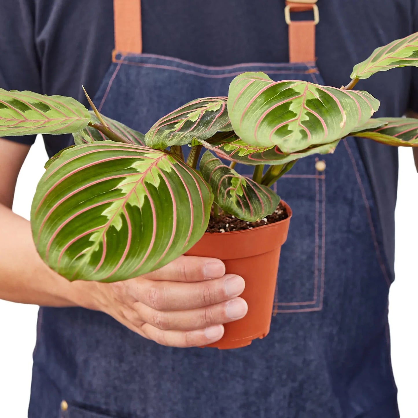 Maranta 'Red Prayer'