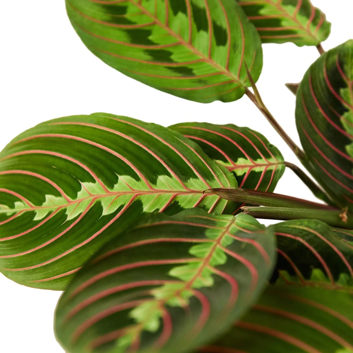 Maranta 'Red Prayer'