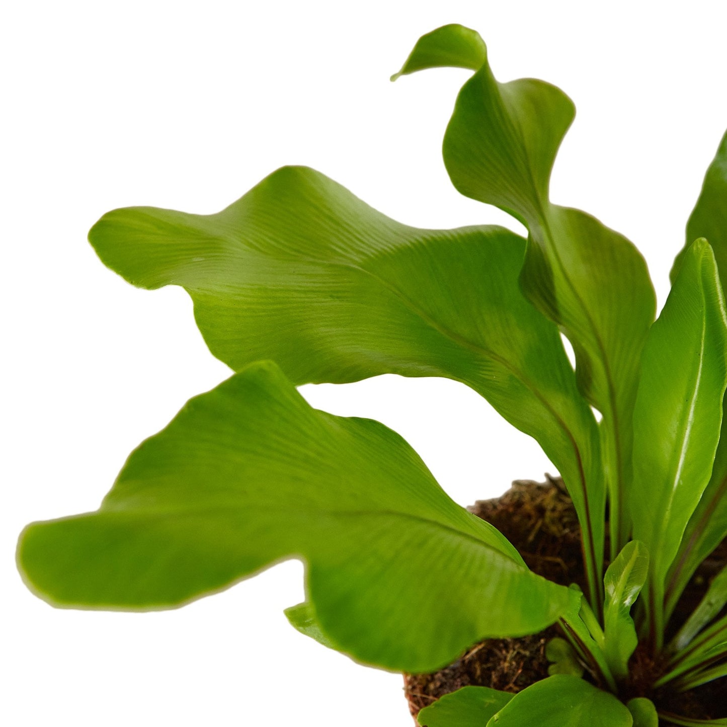 Bird's Nest ' Asplenium Nidus' Fern