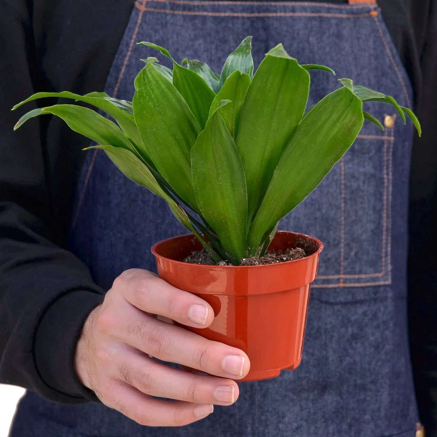 Dracaena 'Janet Craig'