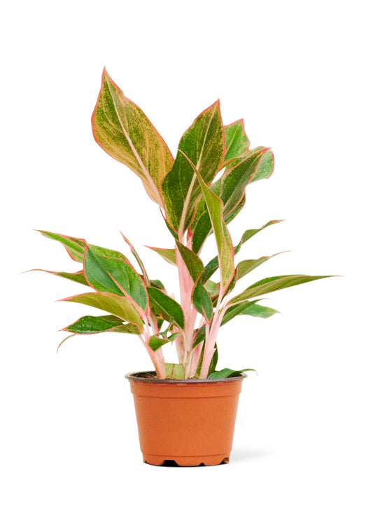 Red Chinese Evergreen 'Aglaonem Red'