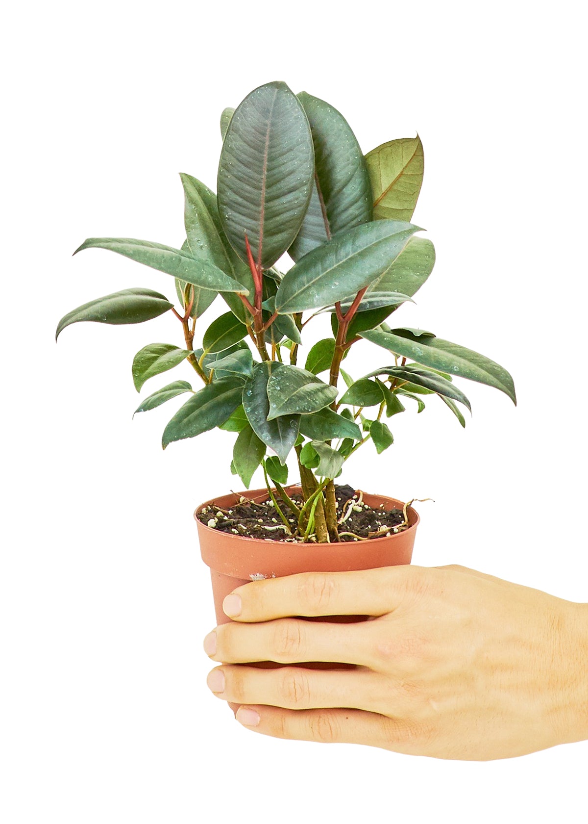 Rubber Tree 'Burgundy'